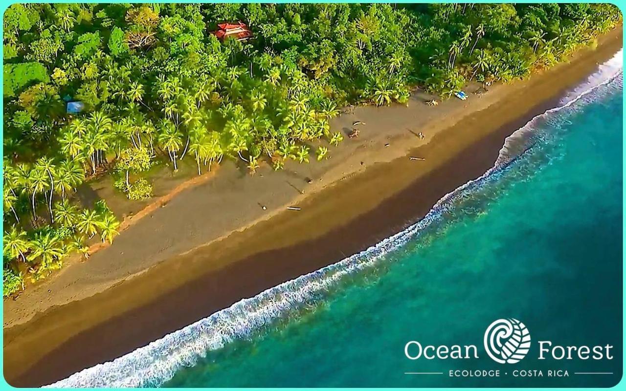 Ocean Forest Ecolodge San Pedrillo Extérieur photo